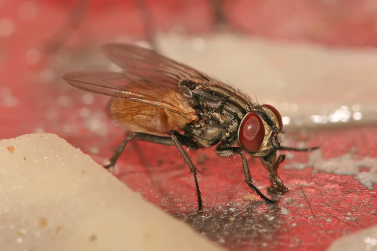 RHS nuisibles mouche désinsectisation Luxembourg