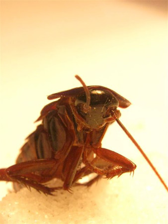 rhs-blatte-orientale-02