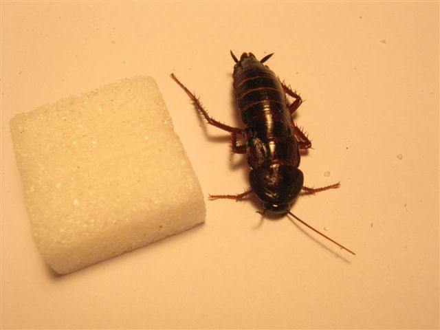 rhs-blatte-orientale-03