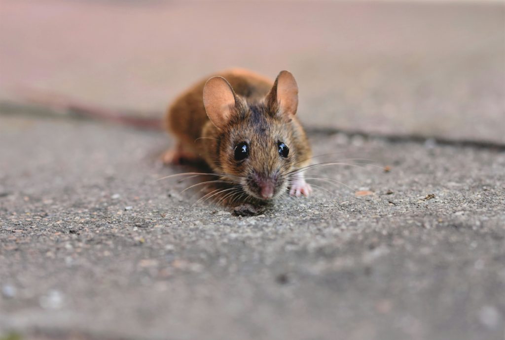 Souris