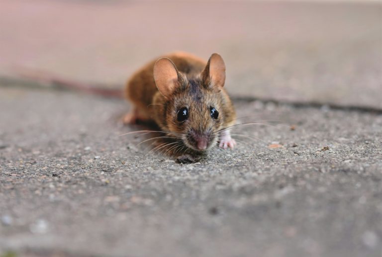Souris dératisation Luxembourg RHS