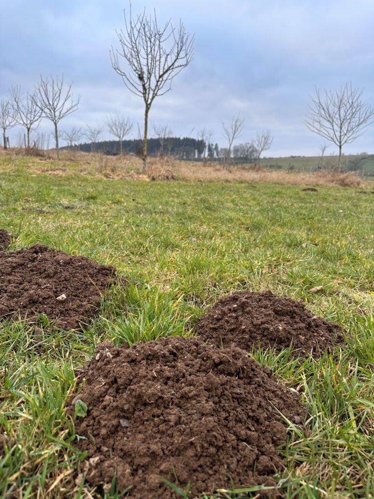 RHS taupe autres nuisibles Luxembourg terre motte