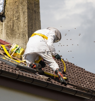 Experts guêpes RHS Luxembourg