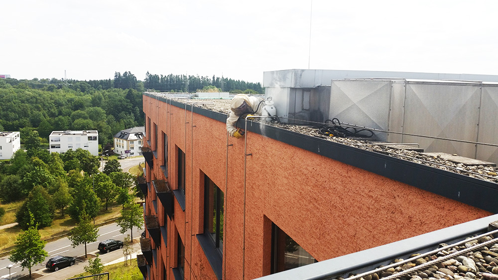 Nid guepes descruction RHS