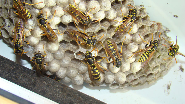 RHS nid de guêpes Luxembourg nuisible