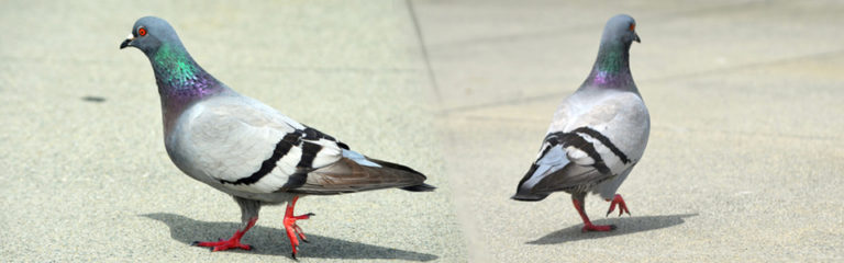 RHS solution anti pigeons Luxembourg