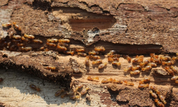 Désinsectisation partout Luxembourg Nuisibles Fourmis