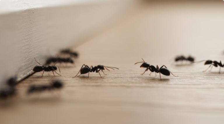 RHS Désinsectisation Fourmis Luxembourg
