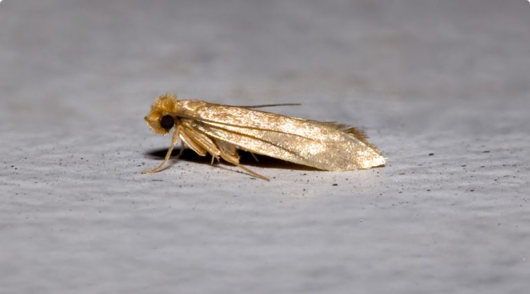 RHS Désinsectisation Mites Luxembourg
