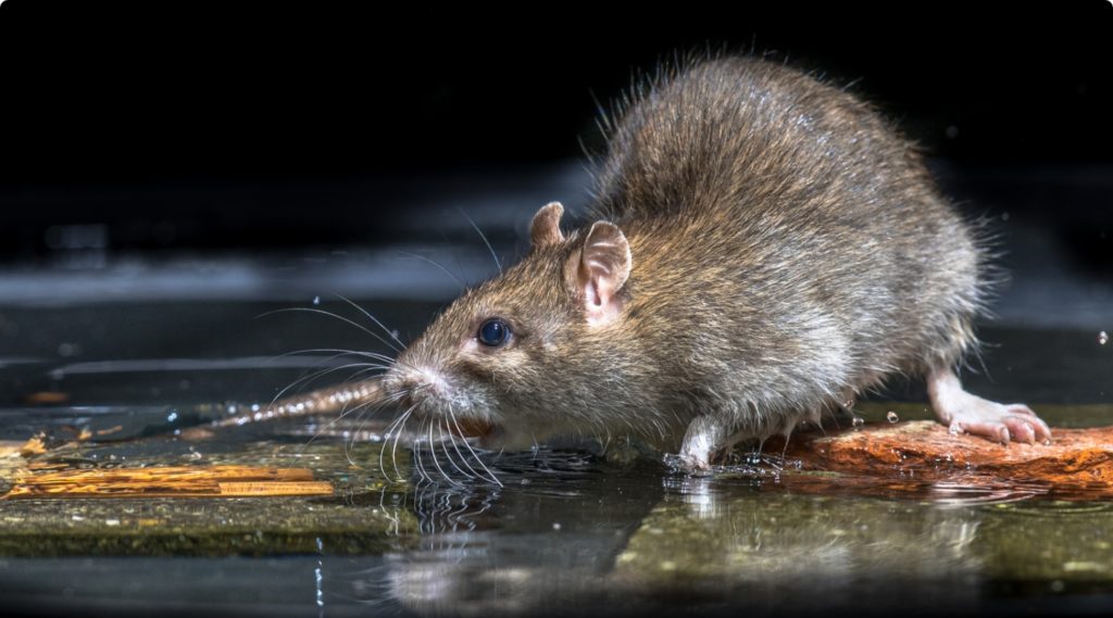 RHS Dératisation Rat Luxembourg